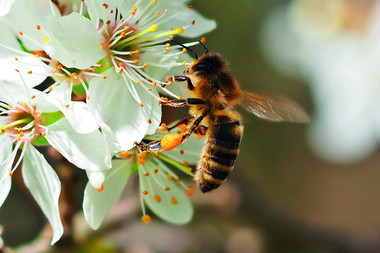 Schloss-Bienen