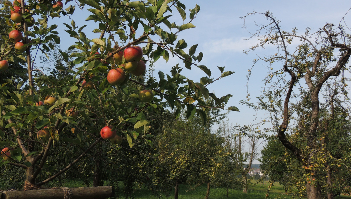 Heimische Obstbäume prägen die Streuobstwiese.